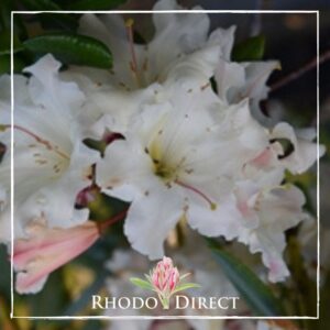 Close-up of white Rhododendron Nance Garbutt blossoms with a pink bud, featuring a subtle watermark "Rhododendron Nance Garbutt" in the center.