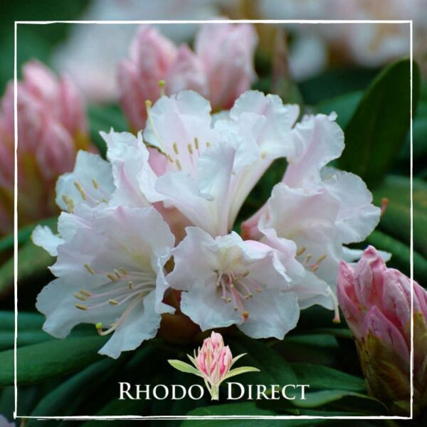 Close-up of pale pink Rhododendron Ed Hillary flowers with prominent stamens, surrounded by green leaves, with a Rhododendron Ed Hillary logo in the corner.