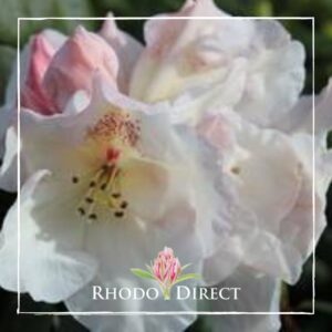 Close-up photo of a cluster of pale pink Rhododendron Gartendirektor Reiger flowers with a blurred background and the logo "RHODO DIRECT" at the bottom.