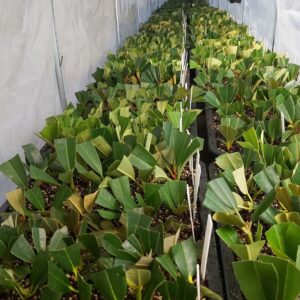 Rows of small green plants growing in rectangular trays filled with soil sit inside a well-lit indoor nursery, showcasing the success of precise propagation methods.