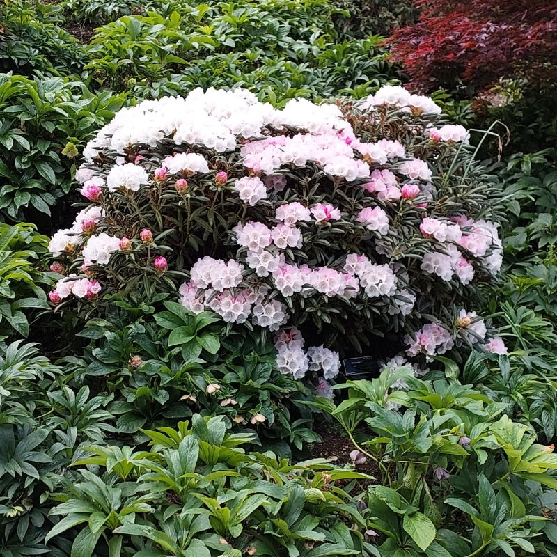 A lush garden with a large Yak FCC rhododendrons boasting white and pink flowers, unexpectedly flowering out of season, surrounded by verdant green foliage