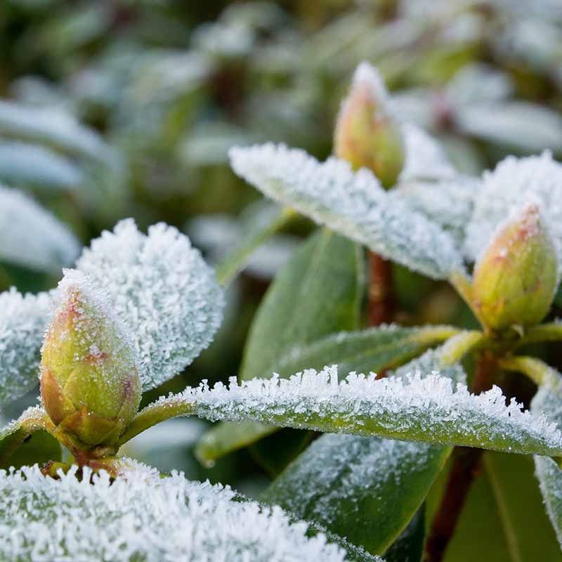 Close-up of plant buds and leaves covered with a layer of property frost. The frost crystals are visible on the edges of the leaves and buds.