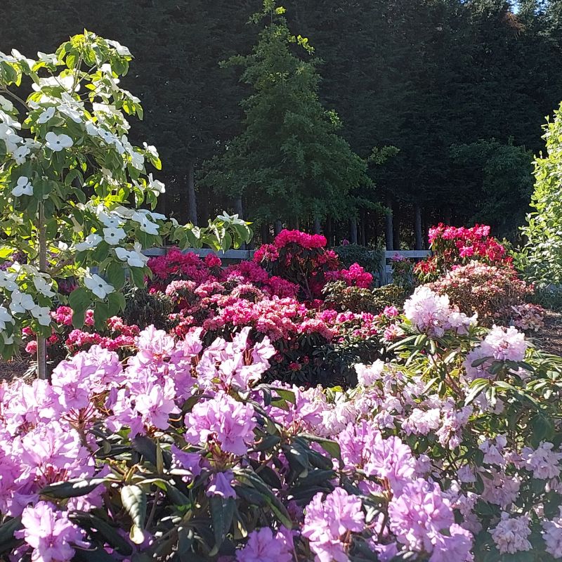 A garden with blooming pink, purple, and white flowers, including carefully tended rhododendrons, surrounded by various green plants and trees, with a dense forest in the background.