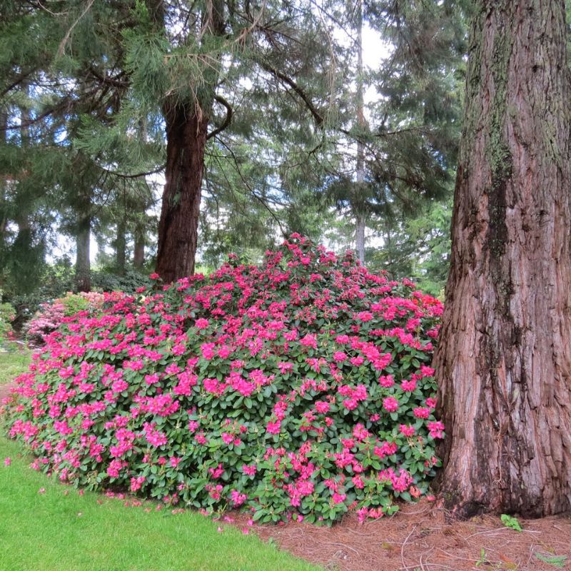 A dense bush of vibrant pink flowers grows between two large tree trunks in a park with a green lawn and tall evergreen trees in the background, benefiting from the plant shade provided by the established canopy.