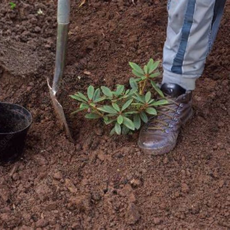 A person wearing work boots and grey pants with blue stripes is planting a small bush in soil using a shovel, marking a productive day of gardening. A black planting pot is placed nearby, indicating the rhododendrons are ready for transplanting.