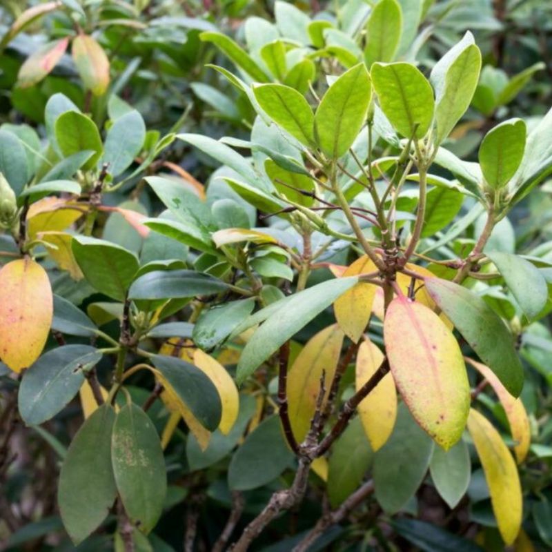 A rhodo with green, yellow, and a few orange leaves showing signs of nutrient deficiency and some spots of distress.