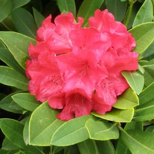 The Rhododendron Good News features vibrant pink flower clusters set against lush green leaves—a striking symbol of optimism in any garden.