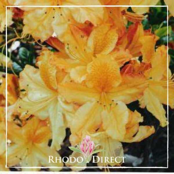 Close-up of vibrant orange rhododendron flowers in full bloom, with "Azalea Midas" logo featuring a pink flower at the bottom center of the image. The Midas touch gives these blooms an almost magical quality.