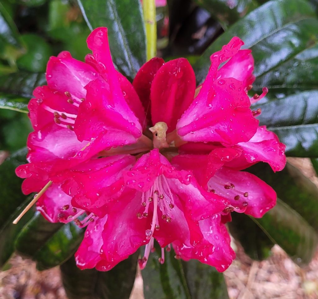 Close-up of the Rhododendron Marquis of Waterford bloom, showcasing its vibrant pink petals covered in raindrops, with glossy green leaves in the background.