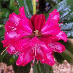Close-up of the Rhododendron Marquis of Waterford bloom, showcasing its vibrant pink petals covered in raindrops, with glossy green leaves in the background.
