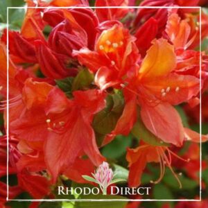Close-up of bright red and orange rhododendron flowers with green leaves, featuring the "Rhodo Direct" logo in the bottom center.