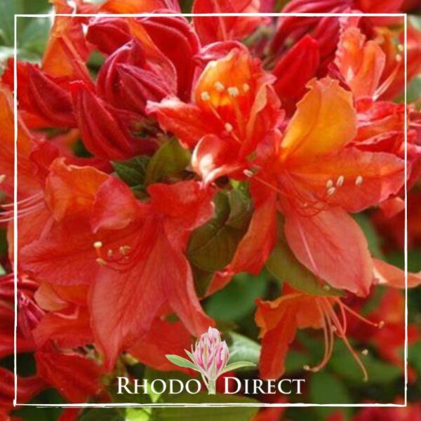 Close-up of bright red and orange rhododendron flowers with green leaves, featuring the "Rhodo Direct" logo in the bottom center.