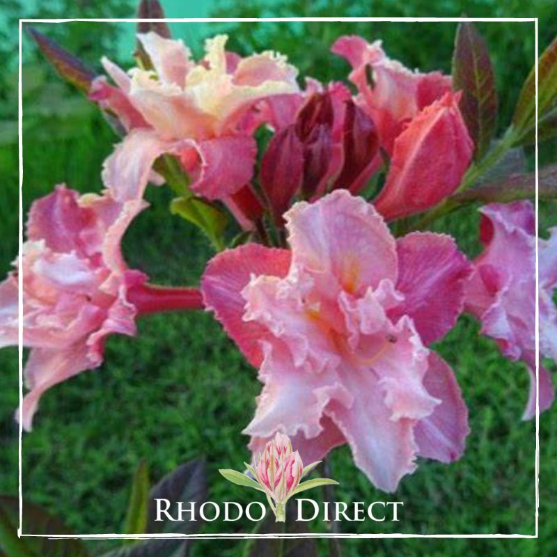 Close-up of pink rhododendron flowers with green leaves in the background, framed by a white border. Logo at the bottom center reads "Rhododendron Direct" with a pink rhododendron illustration.