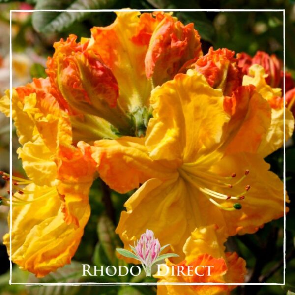 Close-up of a vibrant yellow and orange rhododendron flower in full bloom with "Rhododendron Direct" logo at the bottom.