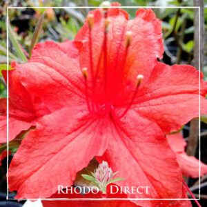 Close-up of a vibrant red azalea flower with a bud on the petal. Text at the bottom reads "RHODO DIRECT.