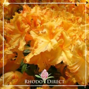 Close-up of bright yellow-orange rhododendron flowers in full bloom, reminiscent of a Midas touch, with the text "Azalea Midas Torch" and a pink flower logo at the bottom center.