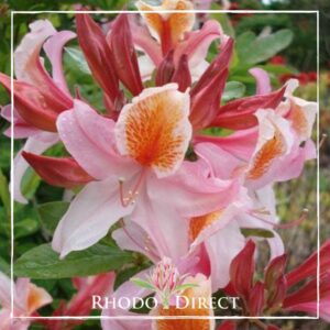 Close-up of pink and orange azalea flowers with green leaves in the background. A "Rhodo Direct" logo is overlaid at the bottom of the image.