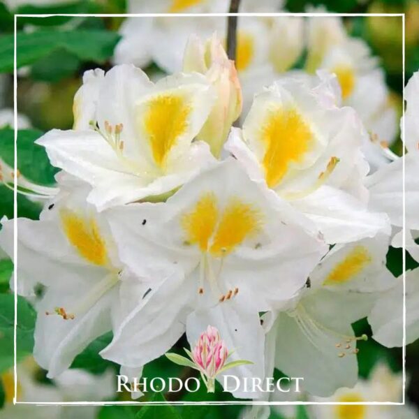 Close-up of white flowers with yellow centers, surrounded by green leaves. Text at the bottom reads "Rhododirect" along with a logo featuring a pink flower.