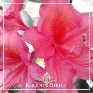 Close-up of vibrant pink rhododendron flowers in bloom with "Rhodo Direct" and a flower logo text overlay at the bottom.