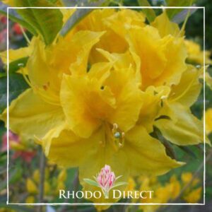 Close-up of a vibrant yellow Rhododendron flower illuminated by the sun, with an "Azalea Sun Chariot" logo at the bottom featuring a pink flower icon above the text.