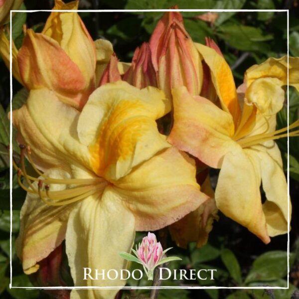 Close-up of yellow and pink Azalea flowers with the text "Azalea Sun Chariot" and a pink flower logo at the bottom center.