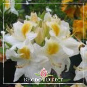 Close-up of white and yellow rhododendron flowers, reminiscent of an azalea, with green foliage in the background. The image has a thin white border and the "Azalea White Golden Eye" logo at the bottom center.