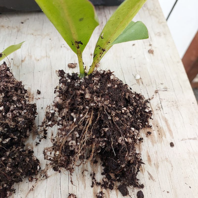 Two thriving cuttings with roots exposed, surrounded by soil, rest on a wooden surface in their bid for a new home.