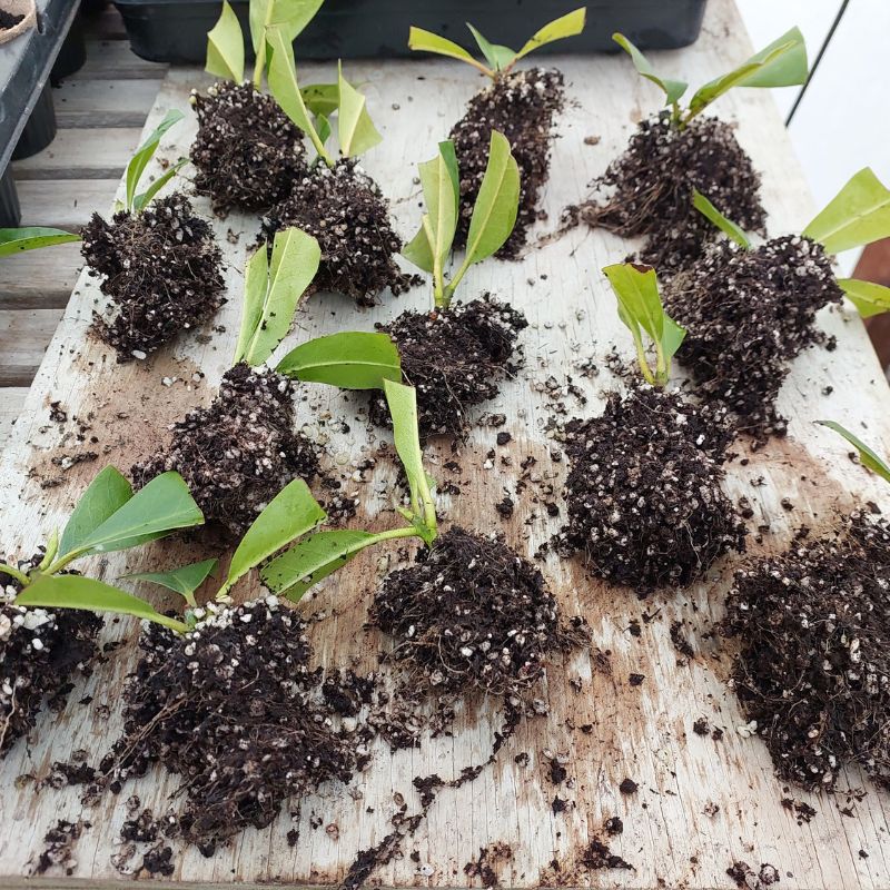 Several young plant cuttings with exposed roots and small leaves are placed on a wooden surface, ready to become thriving cuttings in their new home, whether potting or planting.