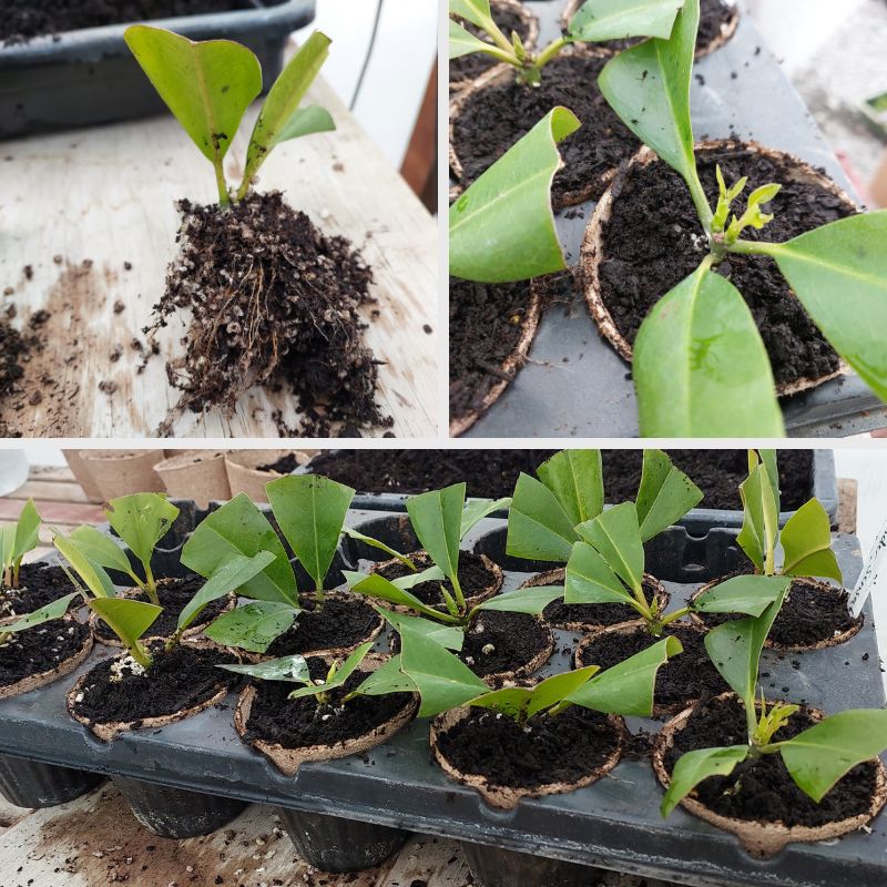 Three images show plant seedlings. The top left image highlights a seedling with visible roots, promising the start of its new home. The top right and bottom images display multiple seedlings in small containers filled with soil, radiating pure Jiffy Joy.