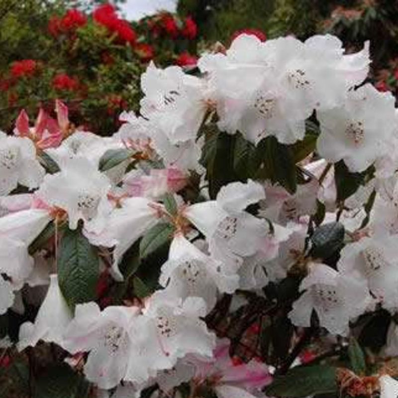 Close-up of a cluster of fragrant white rhododendron flowers with green leaves, surrounded by red flowers in the background.