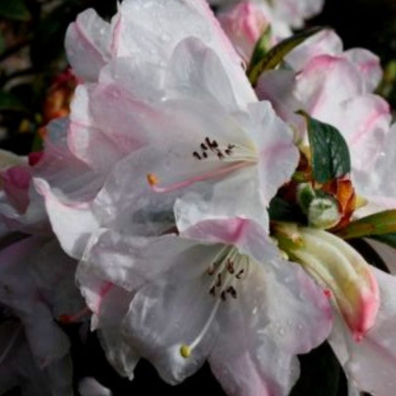 Close-up of a white and pink rhododendron flower with visible water droplets on its petals, showcasing the beauty and appeal of fragrant rhododendrons.