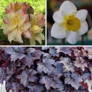 Top left: Close-up of a cluster of yellow and pink flowers. Top right: Single white flower with a yellow center. Bottom: Dense cluster of dark purple leaves.