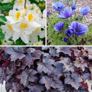 A collage of three flowers: white rhododendron with yellow centers (top left), blue anemones (top right), and a plant with dark purple foliage (bottom).