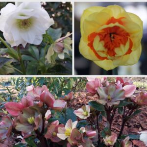 Collage of flowers: top left, a white hellebore; top right, a yellow and orange daffodil; bottom, pink and green hellebores. The flowers are surrounded by green leaves and garden mulch.