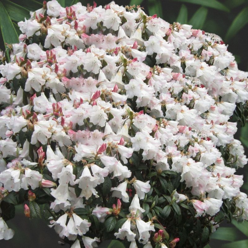 A densely packed cluster of white flowers with pink-tinted buds on green foliage – a true testament to why pick rhododendrons for their striking beauty and charm.