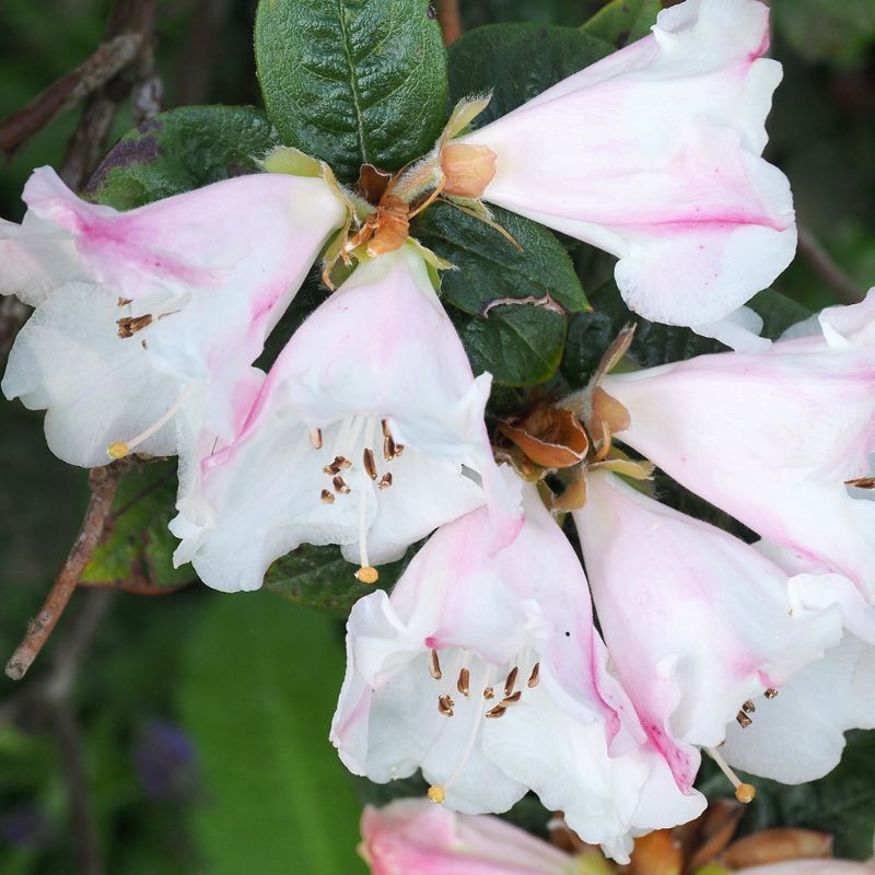 Close-up of fragrant light pink and white rhododendron flowers with green leaves in a garden. The flowers have brown stamens and partially open petals with pink streaks, making them an ideal pick for any floral arrangement.