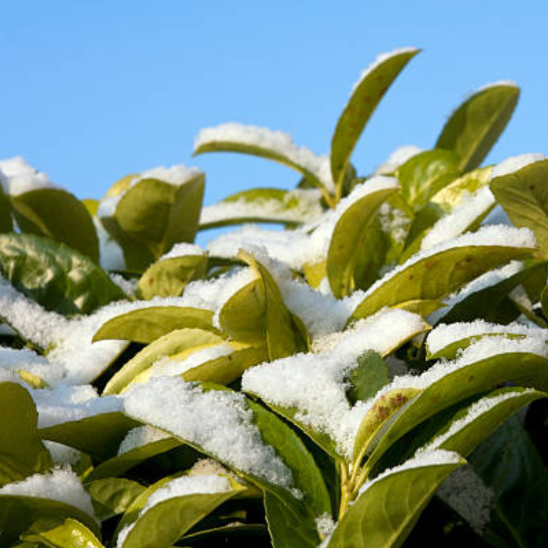 A close-up of Rhododendron leaves dusted with snow, drooping gracefully against a clear blue sky.