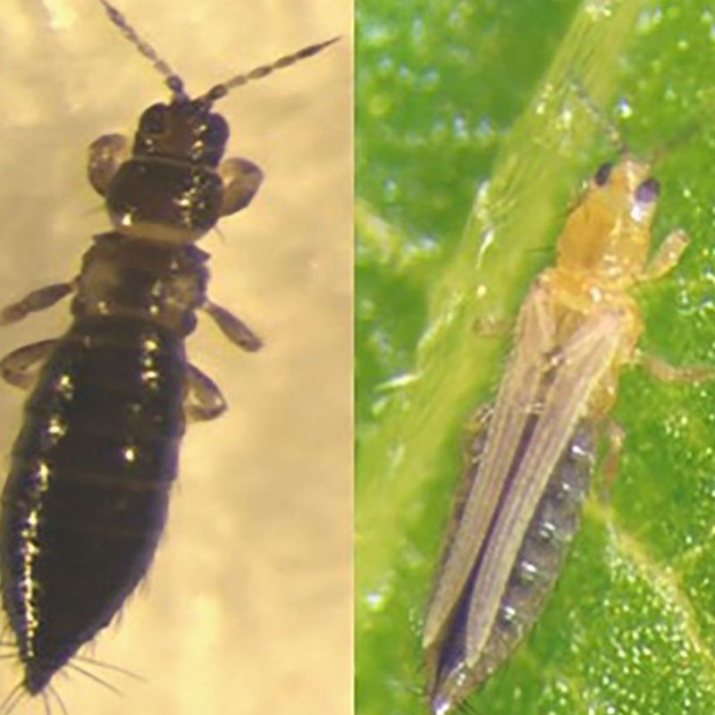 Side-by-side comparison of two Tiny Garden Terrors on a green leaf and a beige surface, each with elongated bodies and prominent antennae.
