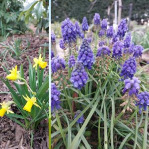 Image split vertically; left side shows yellow daffodils growing amidst green foliage and brown soil, right side features clusters of purple grape hyacinths surrounded by grass and leaves.