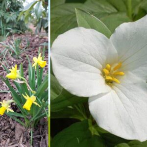 Left: Yellow daffodils with green leaves growing in mulch-covered soil. Right: Close-up of a white trillium flower with green leaves.