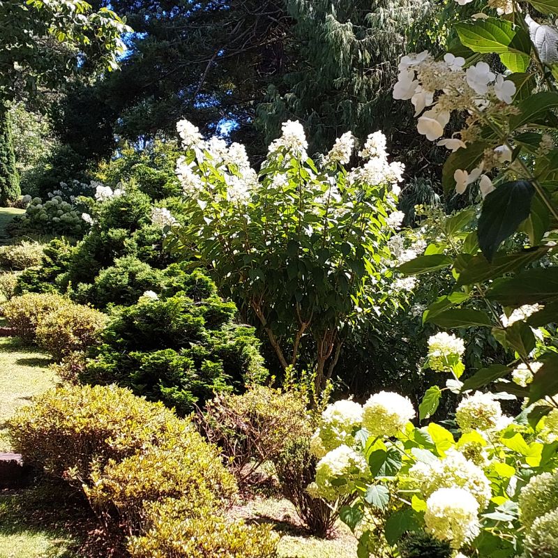 A garden scene featuring blooming white hydrangeas and various green shrubs under sunlight.