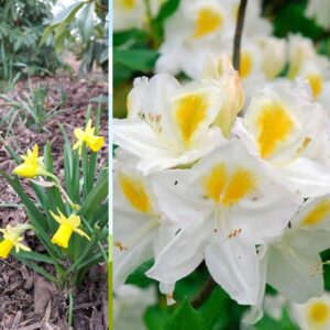 Left: Yellow daffodils with green stems and leaves growing in a mulched garden. Right: Close-up of white azaleas with yellow centers surrounded by green foliage.