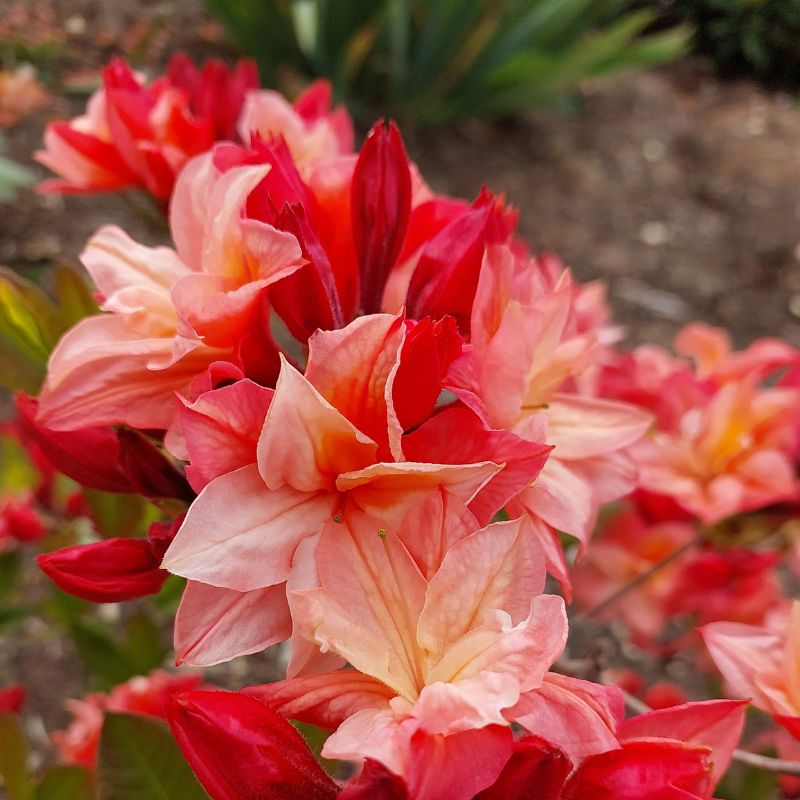 Close-up of a cluster of vibrant red and pink flowers in bloom, set against a blurred garden background. These beautiful blossoms exemplify ideal azalea care, showcasing the stunning potential of flowering shrubs like Deciduous Azaleas.