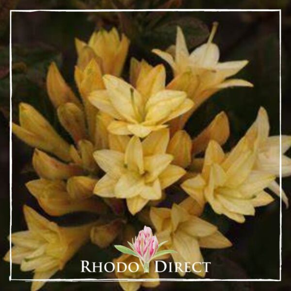 Yellow rhododendron flowers in full bloom with a "Rhodo Direct" logo featuring a pink flower at the bottom center.