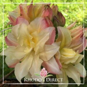 A close-up of a large, multi-colored Rhododendron bloom in shades of yellow, pink, and cream, softly illuminated by delicate softlights, with the text "Azalea Softlights" overlaid in the bottom right corner.