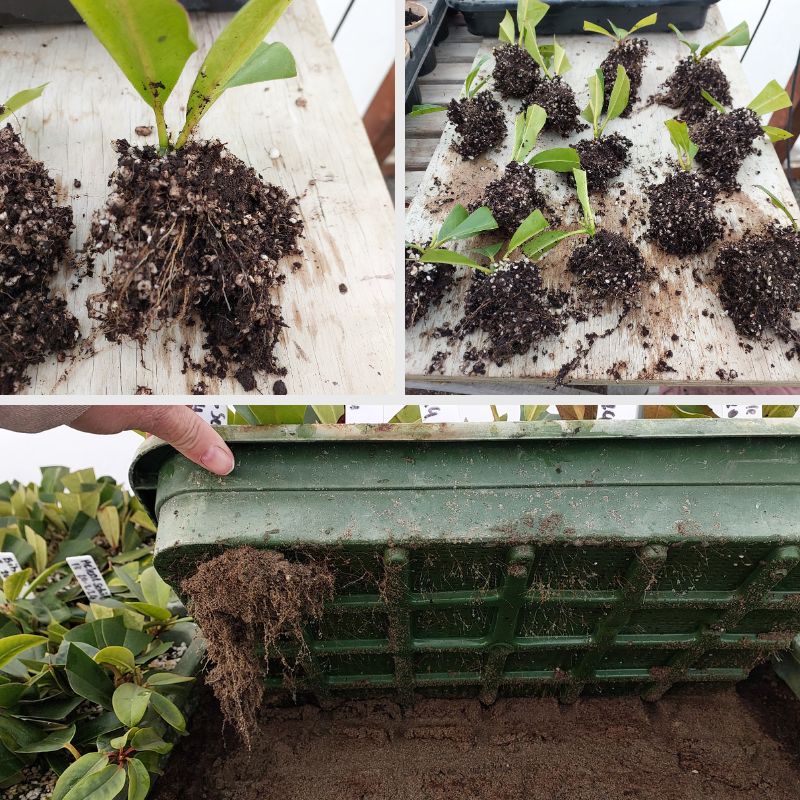 Three-part image showing soil-rooted saplings on a wooden surface, multiple soil-rooted saplings on a tray, and a person holding a green planter with thriving cuttings and visible roots below. Bring Jiffy Joy to your new home with these flourishing plants.