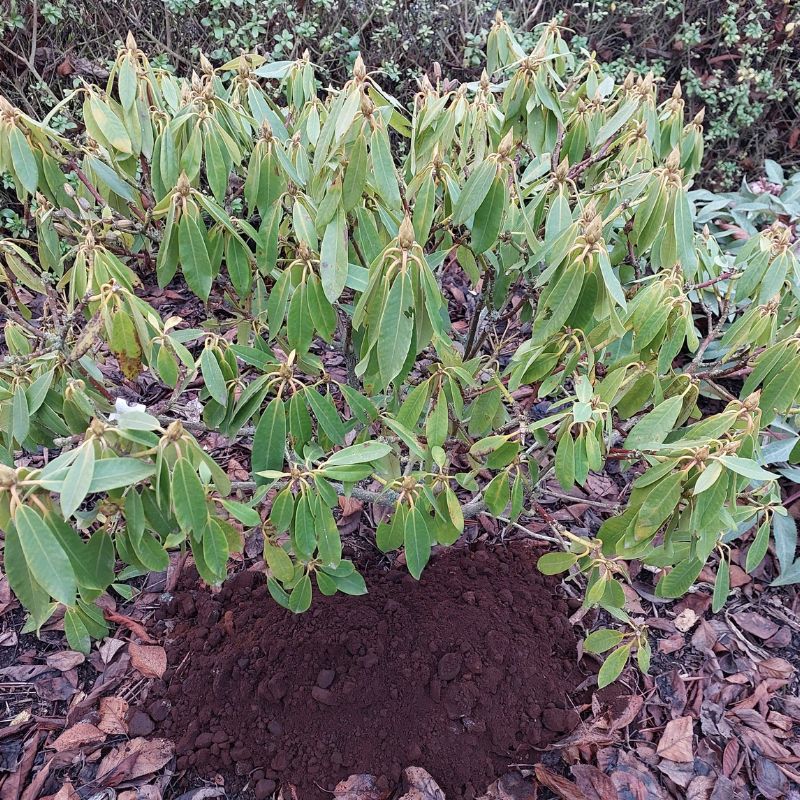 A bushy plant with elongated green leaves is flourishing in a carefully tended, acidic garden bed, surrounded by mulch.