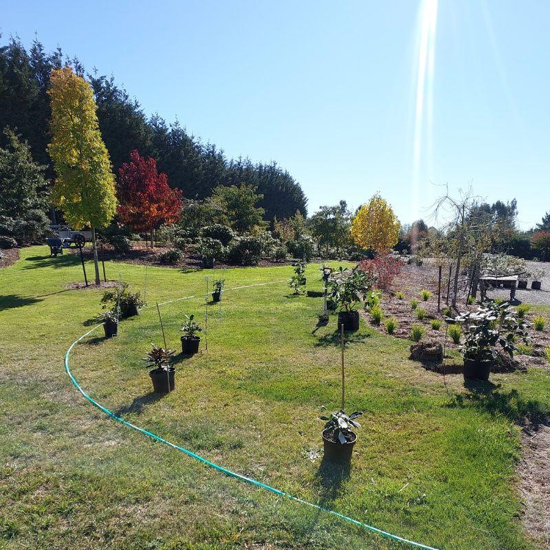 Several potted plants are arranged in a grassy yard with a nearby green hose, surrounded by various trees and shrubs under a clear blue sky, all part of an ongoing gardening project.