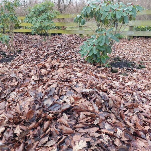 How to Create an Acidic Garden Bed for Rhododendrons - RhodoDirect: Buy ...