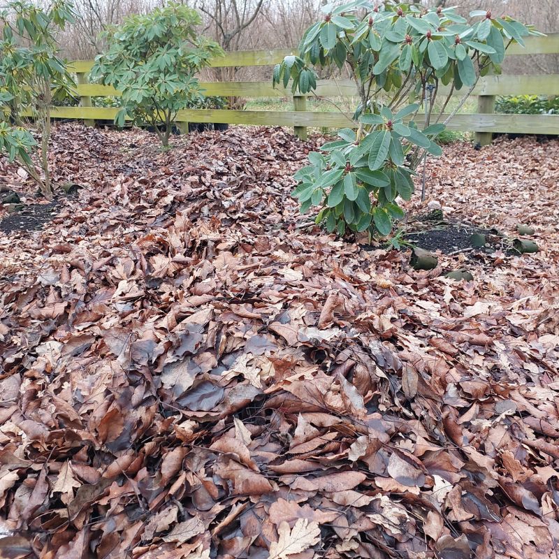 A garden area covered in dry fallen leaves features vibrant green shrubs and a wooden fence in the background. Rhododendrons thrive here, adding color to the scene.